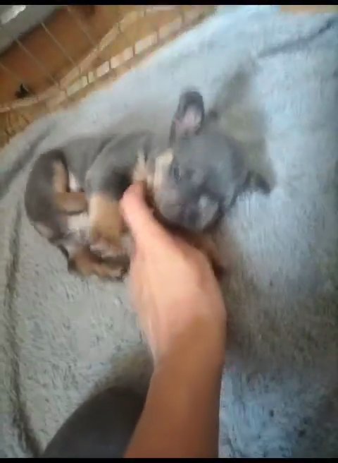 French bulldogs