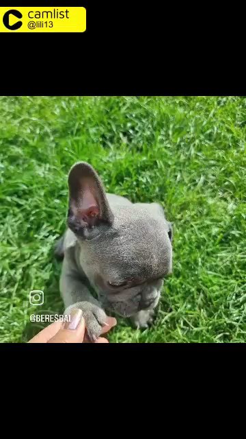 reduce french bulldog