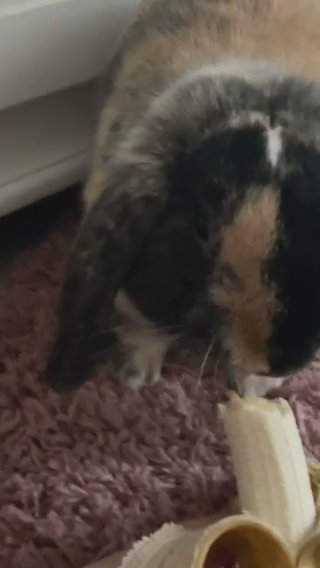 Gorgeous English Lop