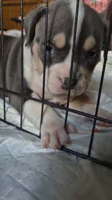 pocket bullys