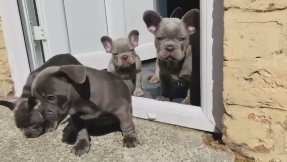 french bulldog puppies for sale