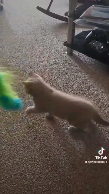 Bsh boy available