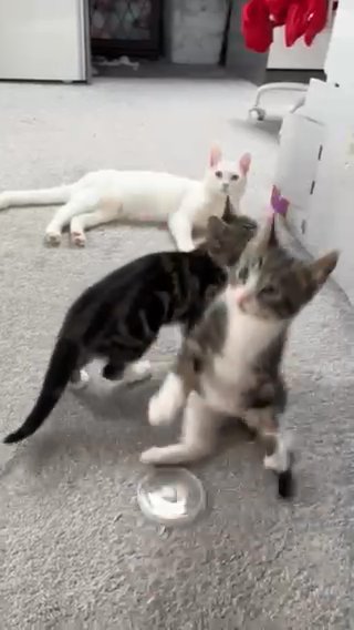 2 Gorgeous Kittens For Sale