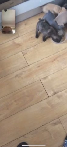 French Bulldogs