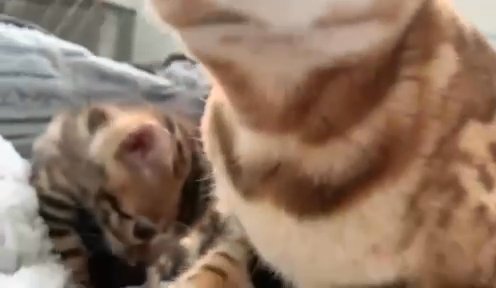 ??Tica 5th Generation Pedigree Glitter Bengals ??