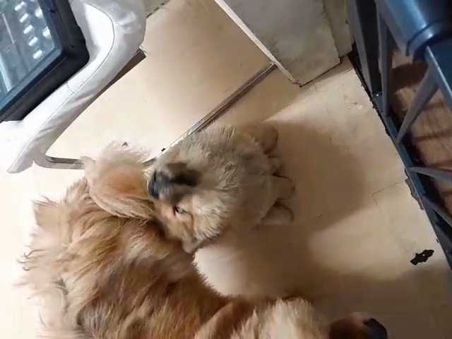 last off the litter