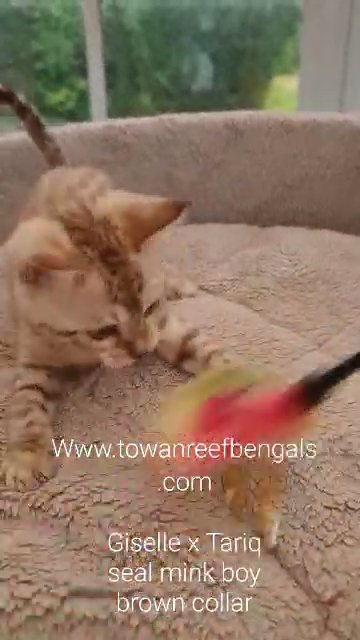 tics registered bengal kittens