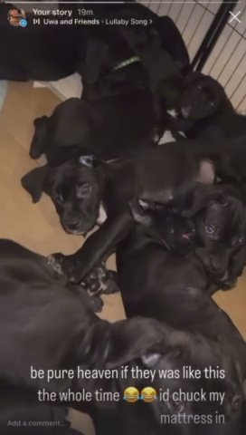 READY.TO.LEAVE Stunning cane corso puppies