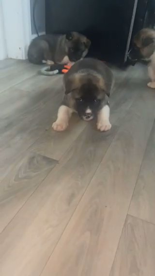 Akita Puppy’s