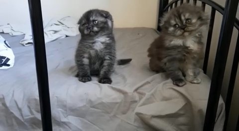 Pedigree Scottish fold kittens