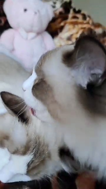 EU Champions bloodline stunning Ragdolls