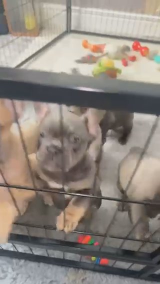 french bulldogs,testable carriers&fluffy Carriers