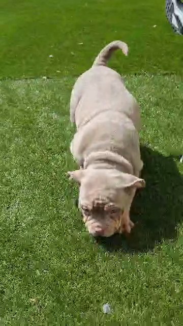 American pocket bully's