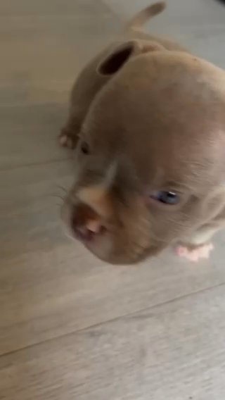 Lilac Girl Micro Bully ?