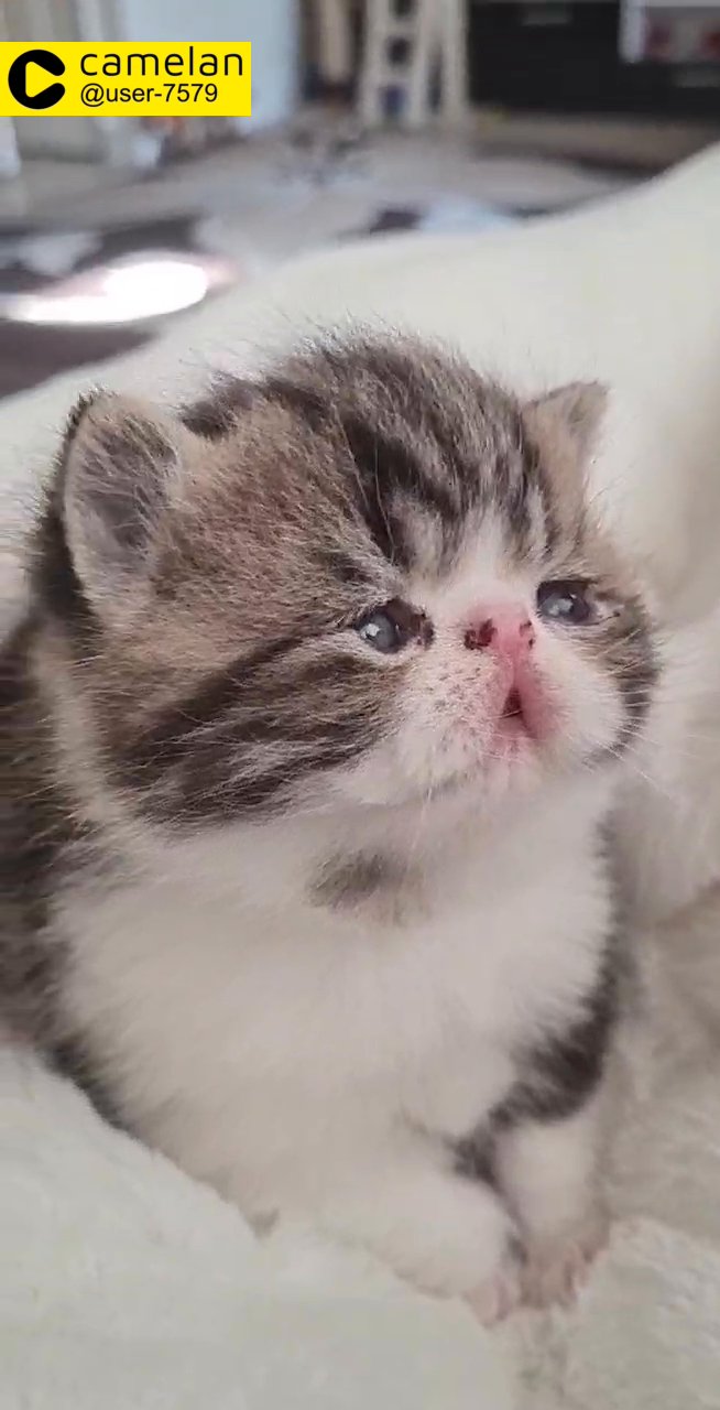 Perisan kitten available (males only)