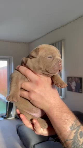 ? Solid Lilac Female ?