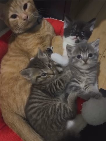 3 Beautiful Kittens