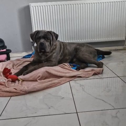 Merle Cane Corso for ? STUD ?