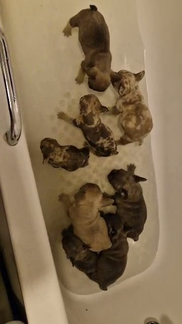 stunning french bulldogs
