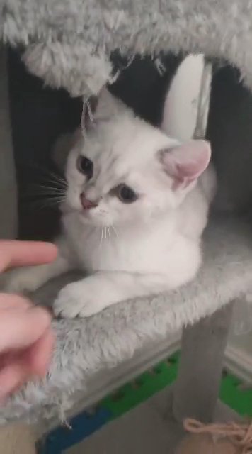 British shorthair kitten sale in RH1