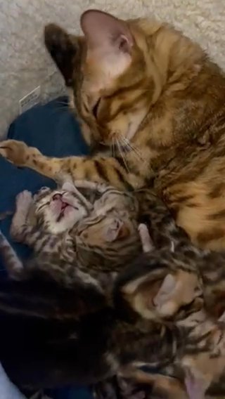 Stunning Bengal Kittens TICA