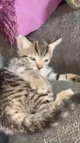 Sweet mixed breed kitten looking for caring home