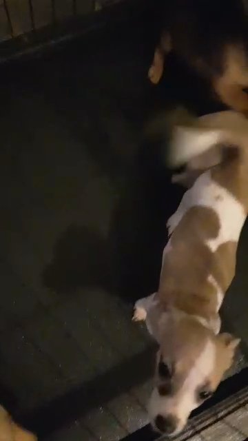 chiweenie dachshund/ Chihuahua