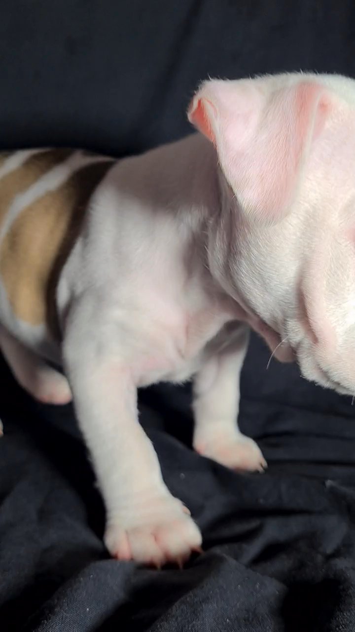 pocket bully 7 weeks old