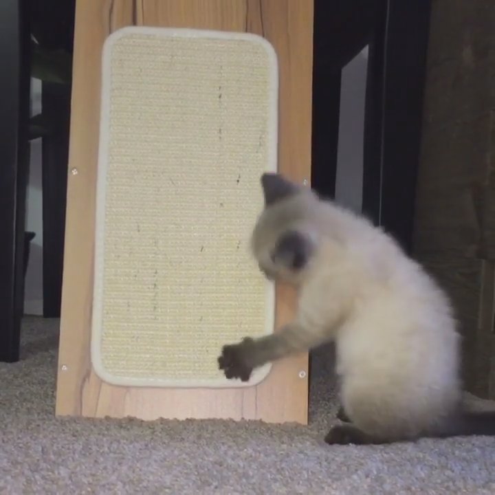 siamese kittens