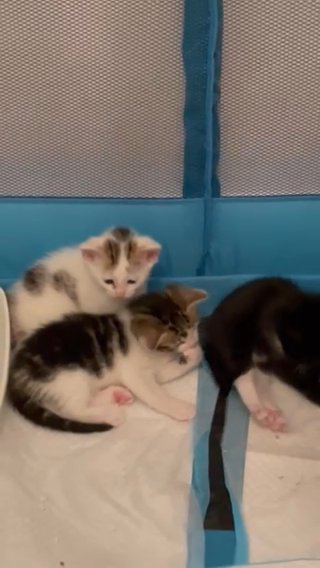 litter of 6 kittens