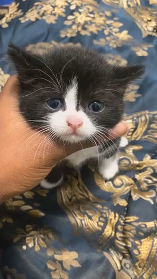 Black And White Make Kitten
