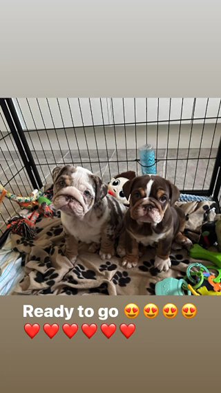 Female Choc Tri British Bulldog