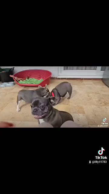 Frenchies  play time