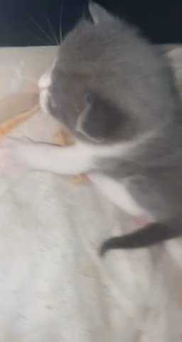 British short haired kittens