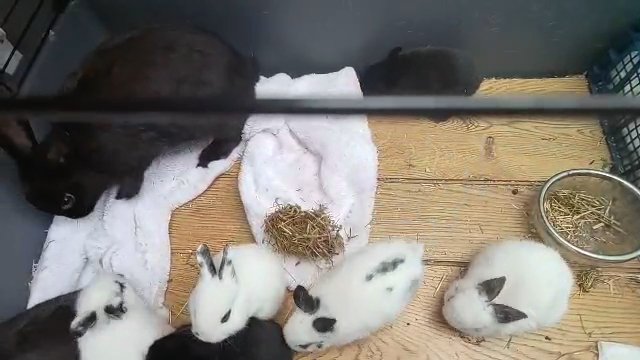 rabbit