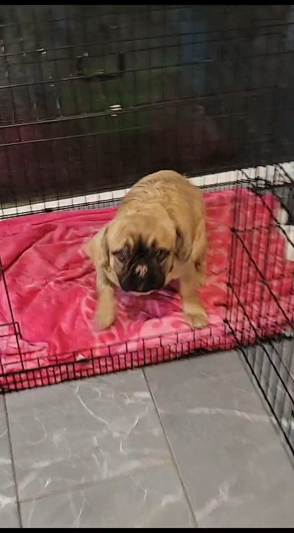 Full fluffy male french bulldog