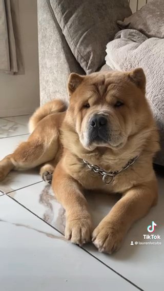 CHOW CHOW STUD