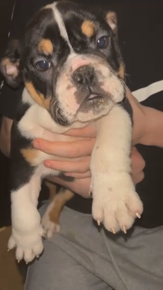 Reduced English Bulldog Males