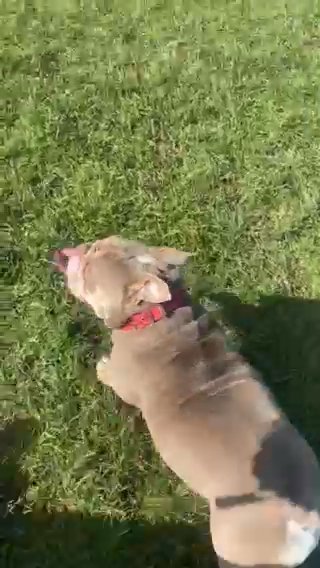 Female, British Bulldog