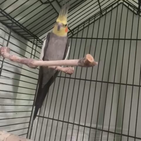 A Cockatiel Bird -Male