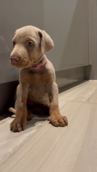 Isabella Doberman Puppies