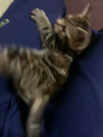 Shiny Bengal Kitten Girl Last One