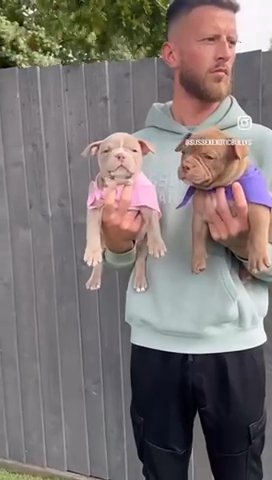 Exotic Bullys ABKC REGISTERED