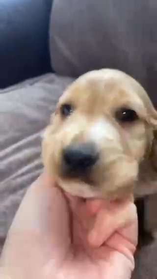 3 beautiful golden show cocker spaniels