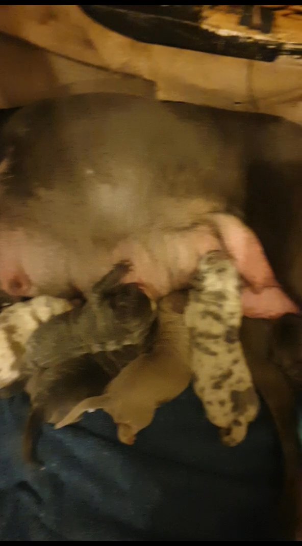 cane corso