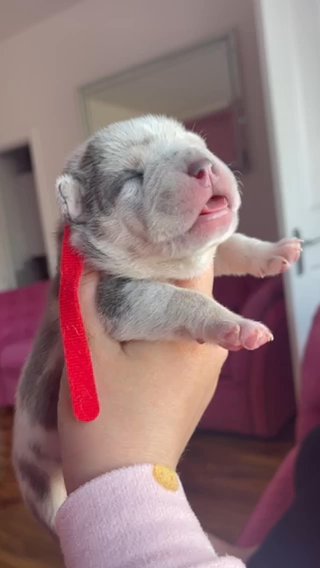 BEAUTIFUL Blue Tri pocket bully