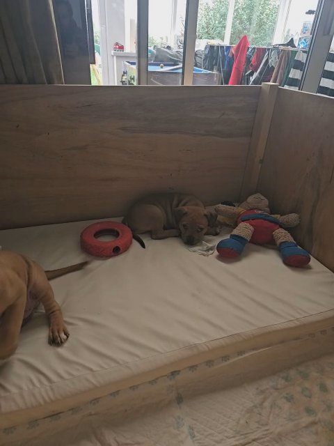 staffy x pocket bully