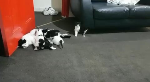 kitty