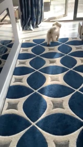 Mix of Bishon Frise and Shitzu