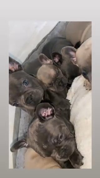 FRENCH BULLDOGS KC REGISTERED